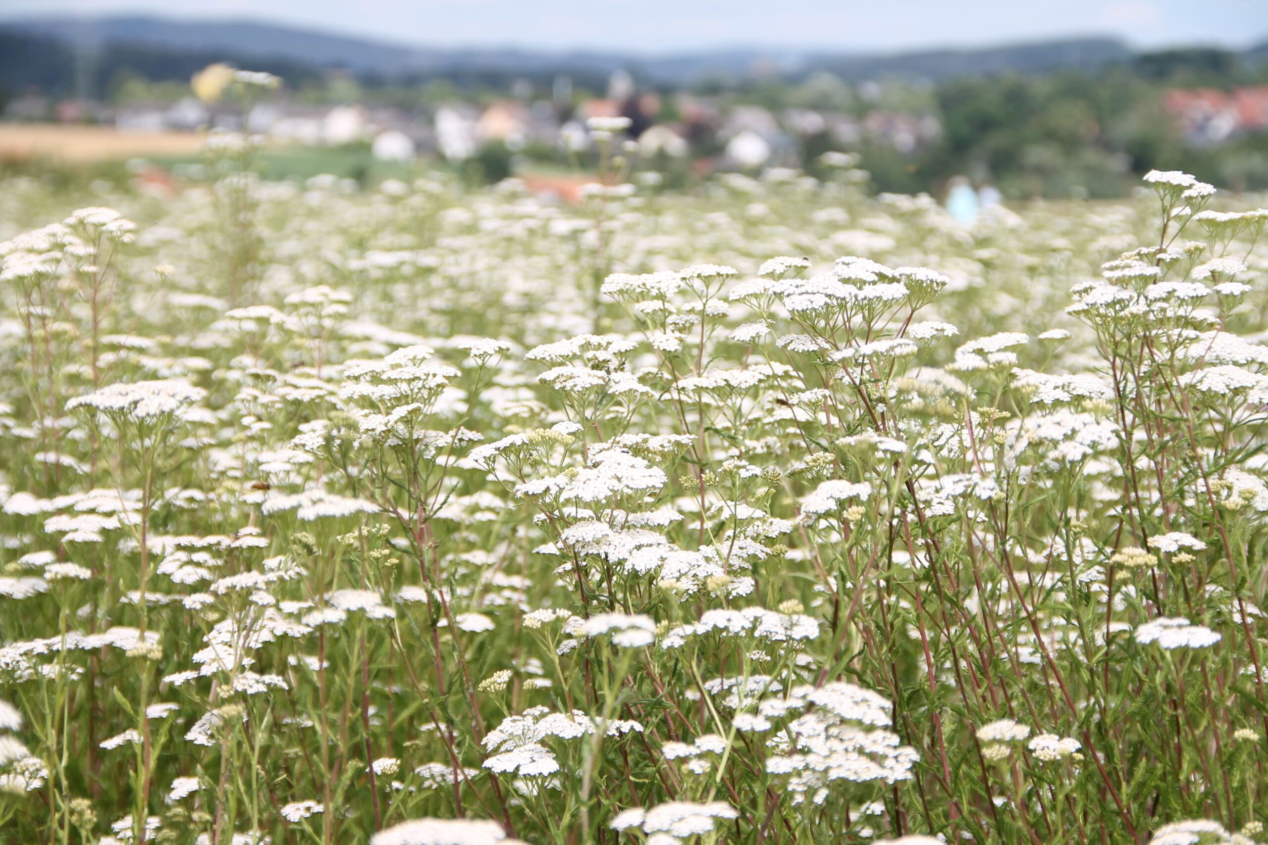 Blumenwiese